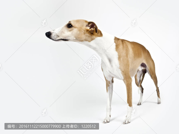 惠比特犬