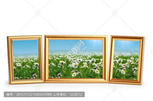 菊花在白色的畫框上