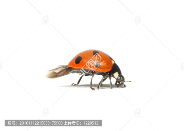 瓢蟲