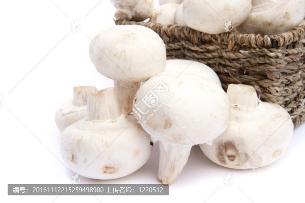 鮮香菇蘑菇在鄉(xiāng)村籃白色隔離