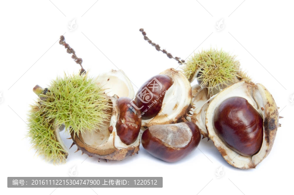 良好的宏觀七葉樹七葉樹孤立在白色背景