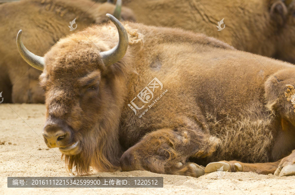 歐洲野牛