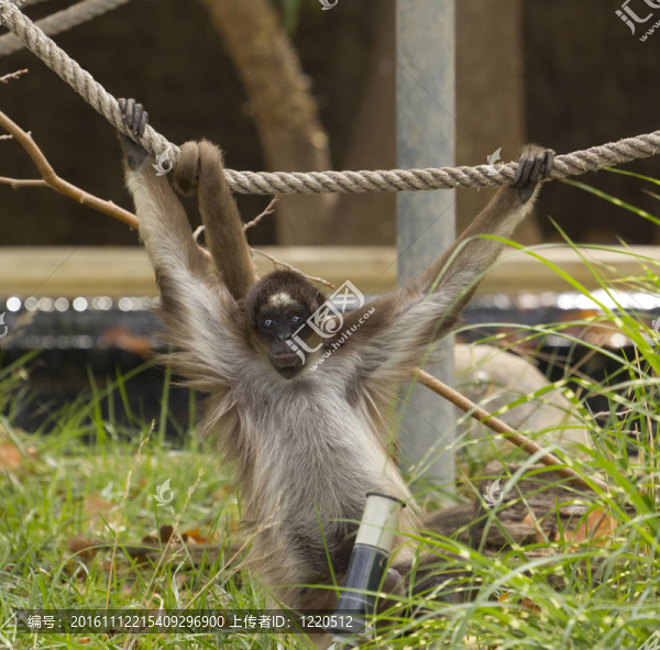 蜘蛛猴-匯圖網(wǎng) www.fosd68.com 蜘蛛猴