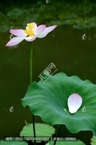 荷花荷葉