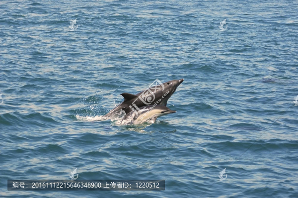 海豚
