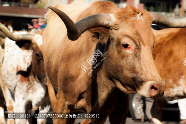稅收的長(zhǎng)角牛