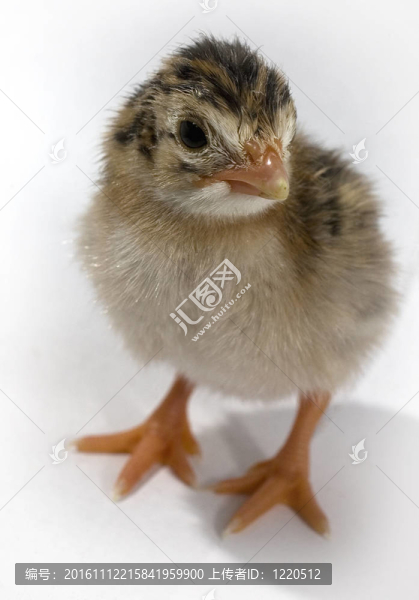 新的鳥