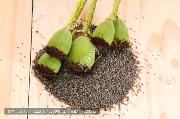 罌粟種子和罌粟頭