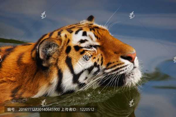 一只游泳的西伯利亞虎的肖像