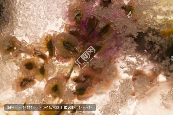 凍花。冰立方體上的花