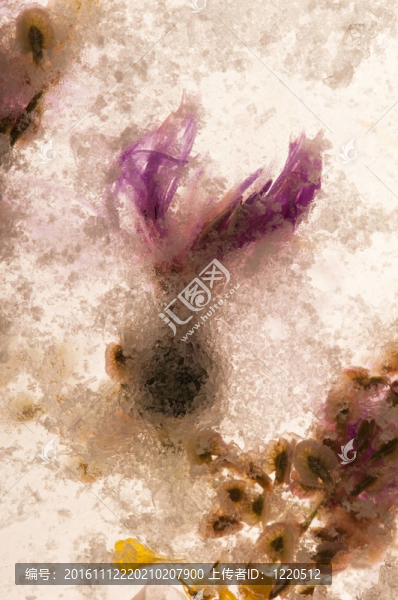 凍花。冰立方體上的花