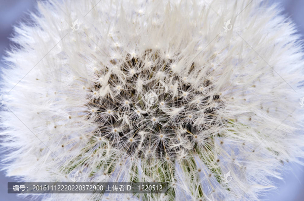 蒲公英絨毛種子頭-匯圖網(wǎng) www.fosd68.com 蒲公英絨毛種子頭