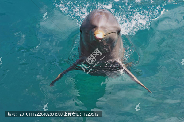野生寬吻海豚（turisops海豚）