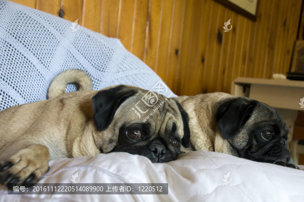 在椅子上兩只哈巴狗