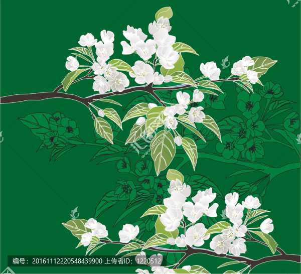 蘋果在綠色背景下的開花枝型