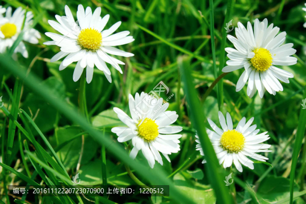 洋甘菊