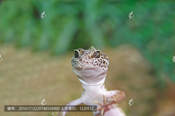 鬣蜥