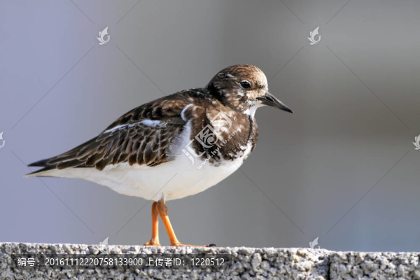 海鳥