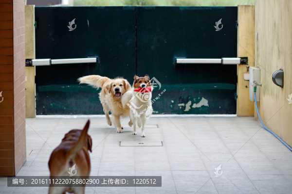 狗游戲