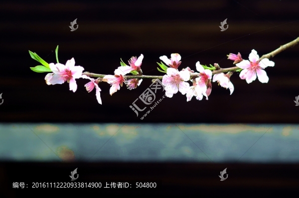 桃花