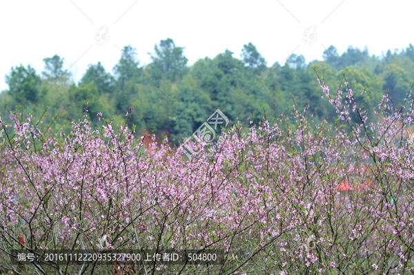 桃花
