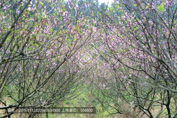 桃花林