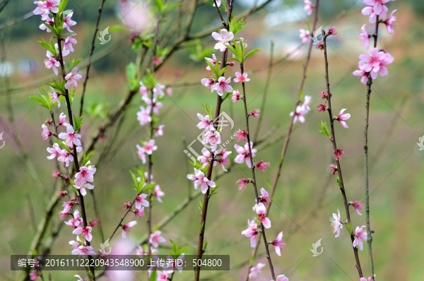 桃花桃枝