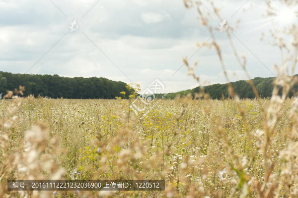 美麗的風景