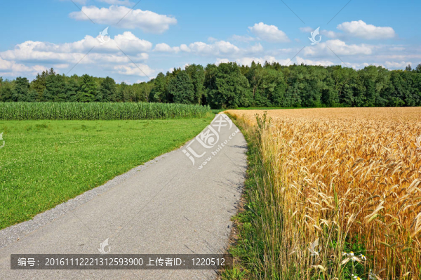 麥田