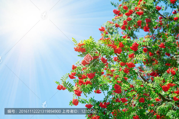 一個(gè)陽(yáng)光樹(shù)花楸漿果