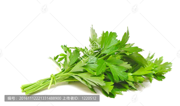 西芹
