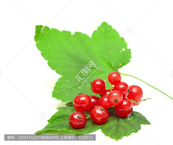 紅醋栗特寫