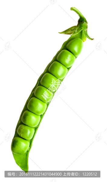 成熟的豌豆植物