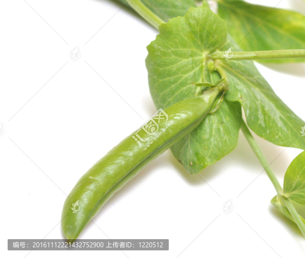 新鮮的綠色豌豆