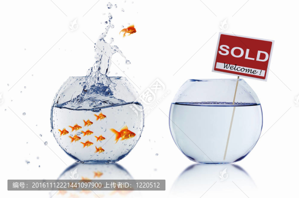 在一個魚缸里的金魚