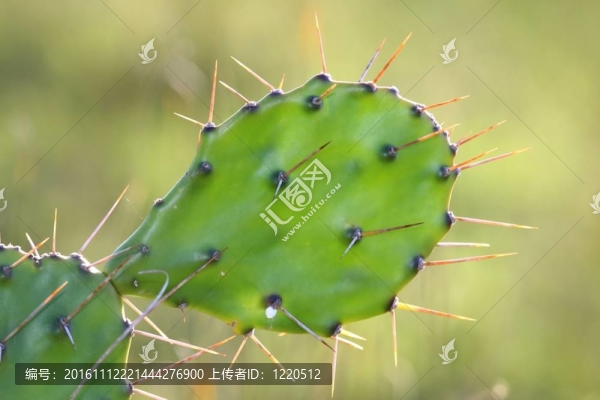 多刺的仙人掌的葉子