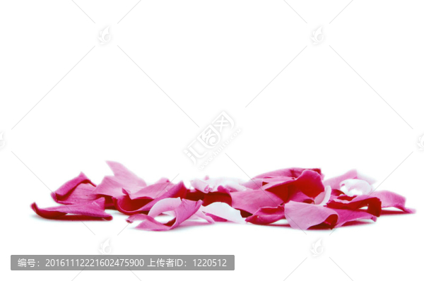 White的粉紅花瓣