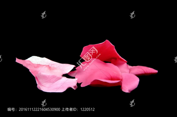 黑色的粉紅花瓣