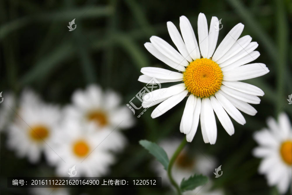 洋甘菊花