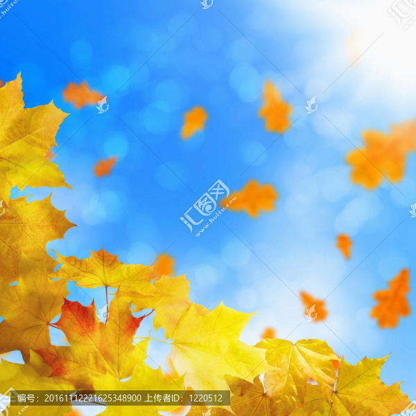 紅色和黃色的葉子