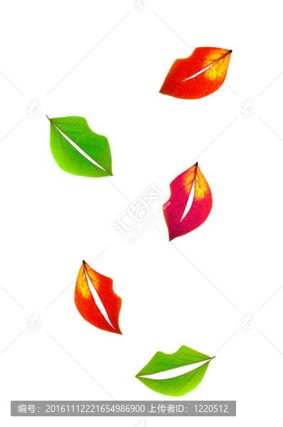 唇狀的葉子的形狀