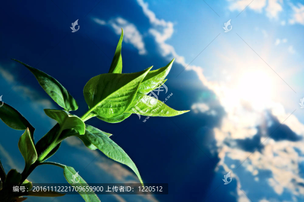 綠芽