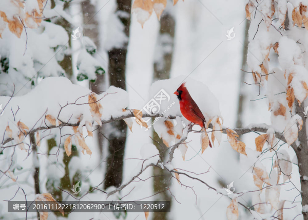 在雪里紅衣主教
