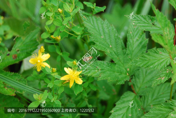 夏天的照片