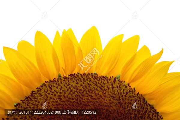 向日葵