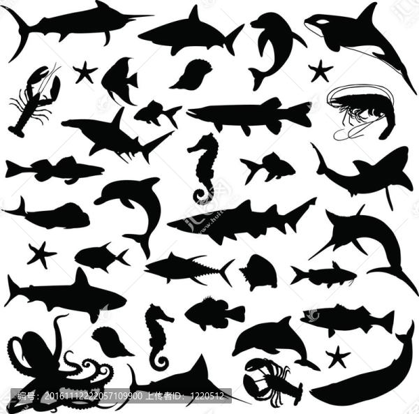 海洋動物的輪廓