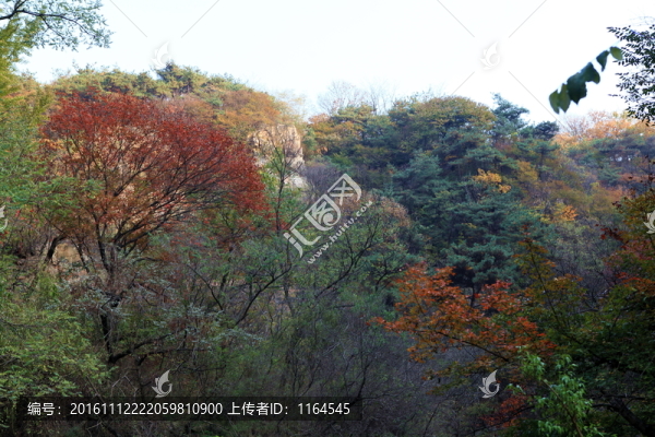 九仙山層林盡染紅葉爛漫