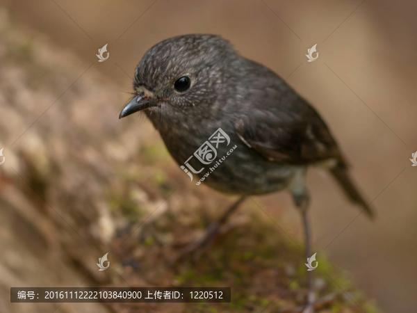 可愛的灰色的鳥