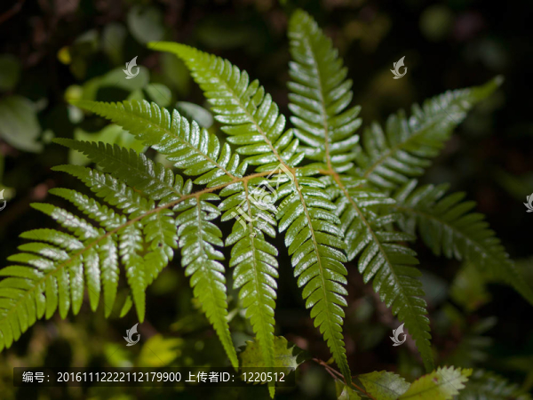 蕨類(lèi)植物的葉子捕捉陽(yáng)光