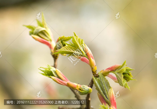 有芽和嫩葉的楓樹科；宏